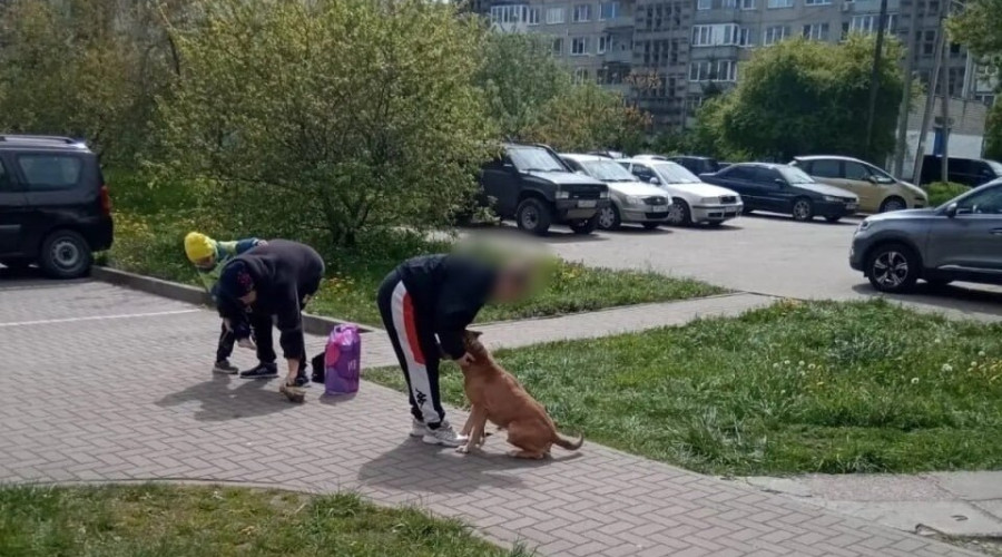 «Отбивала сына утюгом»: в Чкаловске выявили новых пострадавших от нападений стаффордширского терьера