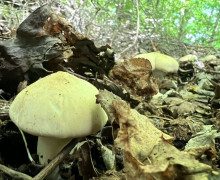 В Калининградской области стартовал сезон сбора первых маслят