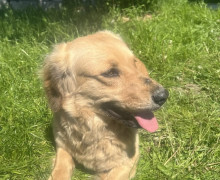 В Калининградской области разыскивают хозяев найденной собаки