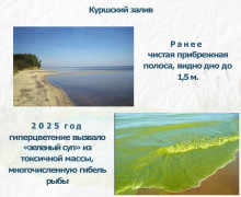Цветение водорослей в водоёмах Калининградской области: проблема усугубляется