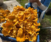 Продам грибы лисички