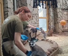 Кошачьи лемуры Сара и Джулиан осваивают процедуру медосмотра в Калининградском зоопарке