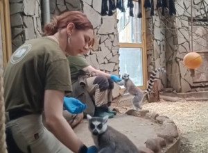 Кошачьи лемуры Сара и Джулиан осваивают процедуру медосмотра в Калининградском зоопарке
