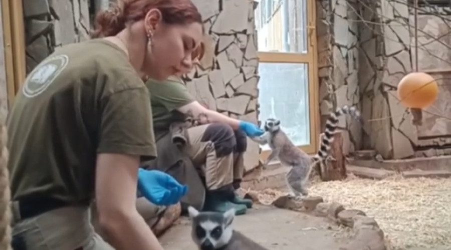 Кошачьи лемуры Сара и Джулиан осваивают процедуру медосмотра в Калининградском зоопарке