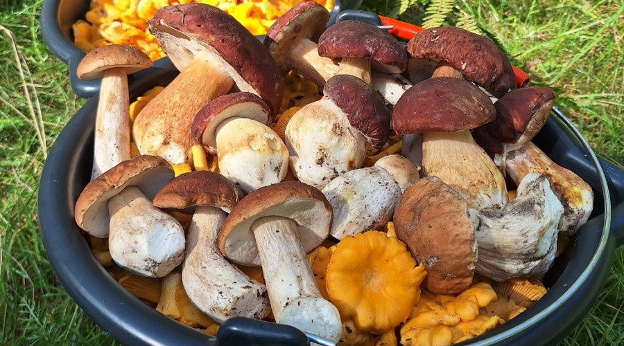 В калининградских лесах продолжают собирать белые грибы: урожай радует, несмотря на переростки