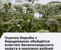 В Зеленоградском округе на оценку мер по борьбе с борщевиком выделили более 1 млн рублей