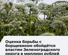 В Зеленоградском округе на оценку мер по борьбе с борщевиком выделили более 1 млн рублей