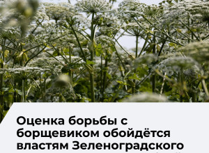 В Зеленоградском округе на оценку мер по борьбе с борщевиком выделили более 1 млн рублей