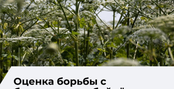В Зеленоградском округе на оценку мер по борьбе с борщевиком выделили более 1 млн рублей