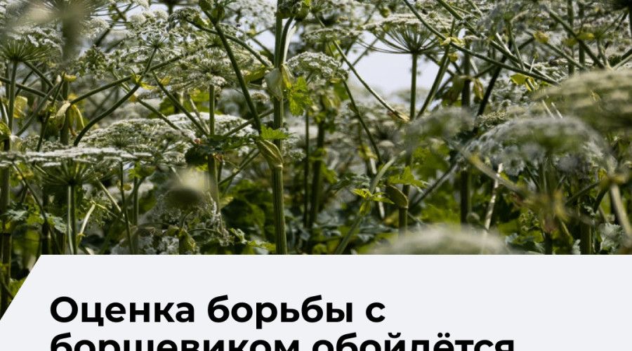 В Зеленоградском округе на оценку мер по борьбе с борщевиком выделили более 1 млн рублей