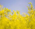 Агроном из Калининграда объяснила, как безопасно фотографироваться в рапсе
