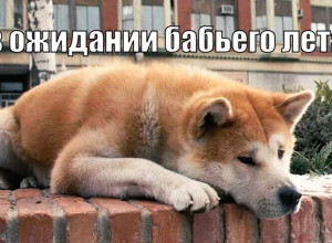 Тепло вернётся в Калининградскую область на следующей неделе: ожидается до +24°C