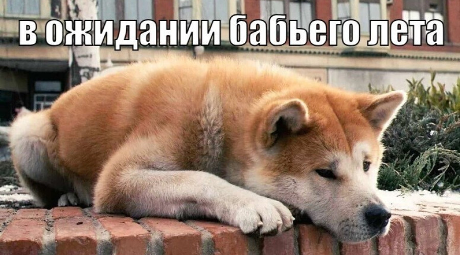 Тепло вернётся в Калининградскую область на следующей неделе: ожидается до +24°C