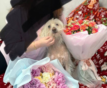 В Калининградской области разыскивают пропавшую собаку