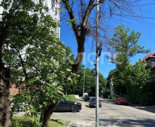 Жители Калининграда не понимают логику вырубки здоровых деревьев при наличии опасного сухостоя