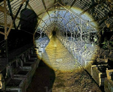 Кукольные головы на деревьях: калининградцы рассказали о загадочных находках в лесах