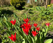 В Ботаническом саду БФУ им. Канта расцвели магнолии и другие весенние растения