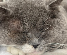 Калининградцы ищут дом для трёх котиков и пропавшего кота