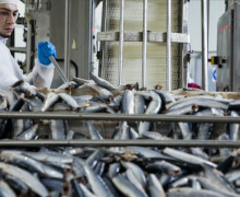 Калининградское предприятие поставило в Грузию три партии рыбы и морепродуктов