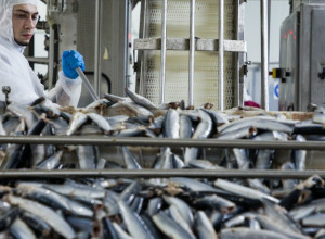 Калининградское предприятие поставило в Грузию три партии рыбы и морепродуктов