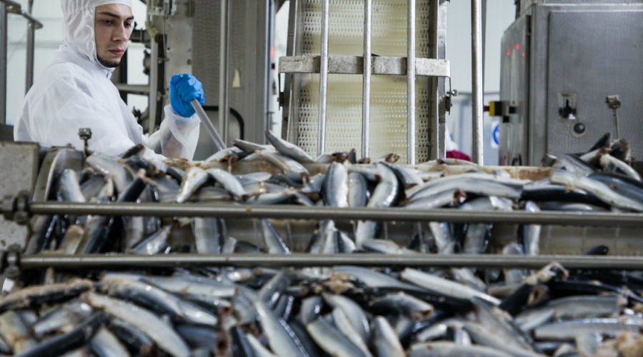 Калининградское предприятие поставило в Грузию три партии рыбы и морепродуктов