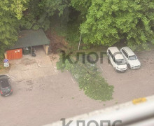 В Калининграде на улице Гагарина упал крупный цветущий каштан