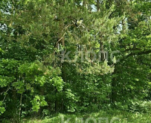 Пожарный из Краснознаменска снял кота с дерева, где тот просидел трое суток