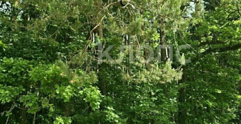 Пожарный из Краснознаменска снял кота с дерева, где тот просидел трое суток