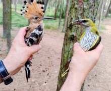 На Куршской косе участились встречи с удодами