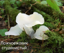 В лесах под Виштынцем после дождей нашли редкие грибы