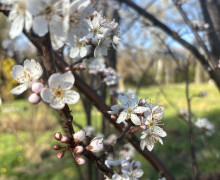 В Ботаническом саду БФУ им. Канта расцвели магнолии и другие весенние растения