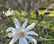 В Ботаническом саду БФУ им. Канта расцвели магнолии и другие весенние растения