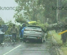 В Гурьевском районе дерево упало на автомобиль: пострадал пассажир
