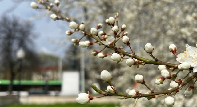 В Калининградской области прогнозируют прохладную погоду в конце апреля
