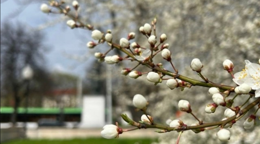 В Калининградской области прогнозируют прохладную погоду в конце апреля