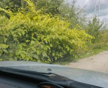 В Гурьевском округе заметили семейство лис: как вести себя при встрече с хищниками