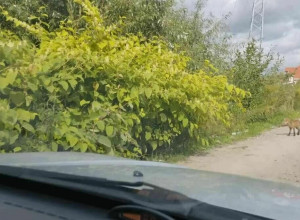 В Гурьевском округе заметили семейство лис: как вести себя при встрече с хищниками