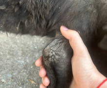 В Калининградской области ищут новых владельцев для таксы и четырёх бездомных щенков