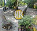 На улице Комсомольской в Калининграде дерево упало на остановку, пострадавших нет
