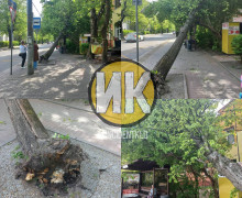 На улице Комсомольской в Калининграде дерево упало на остановку, пострадавших нет