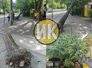 На улице Комсомольской в Калининграде дерево упало на остановку, пострадавших нет