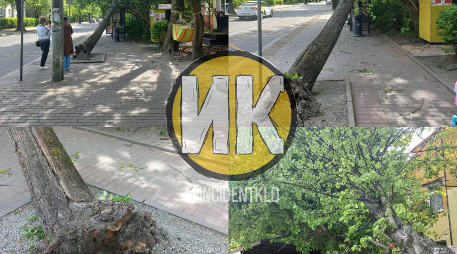 На улице Комсомольской в Калининграде дерево упало на остановку, пострадавших нет