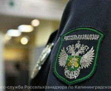 В Калининграде на предприятии «Калининградмолпродукт» выявили нарушения при производстве творожных сырков