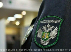 В Калининграде на предприятии «Калининградмолпродукт» выявили нарушения при производстве творожных сырков