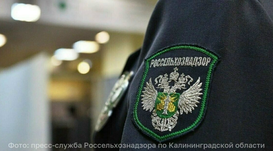 В Калининграде на предприятии «Калининградмолпродукт» выявили нарушения при производстве творожных сырков