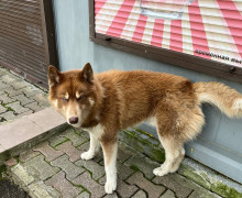 В Светлогорске-1 пропала кошка, в Калининграде найдены две собаки