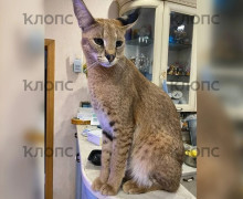 В Калининграде разыскивают редкого кота весом 15 килограммов, сбежавшего через окно