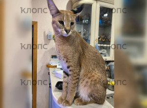 В Калининграде разыскивают редкого кота весом 15 килограммов, сбежавшего через окно