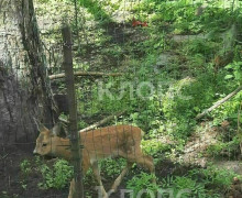 Лесничий из Краснознаменска спас косулёнка, который два дня прятался во дворе