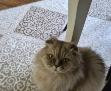 В Калининграде срочно ищут донора для кошки